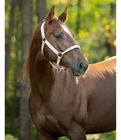 Discount Licol Filo Licols Synthétiques