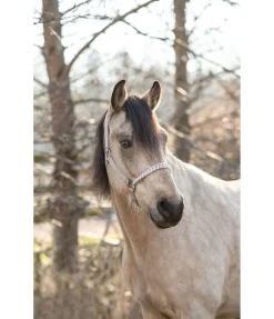 Discount Licol Filo Licols Synthétiques