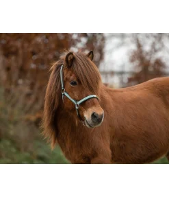 Sale Licol Floki Licols Synthétiques