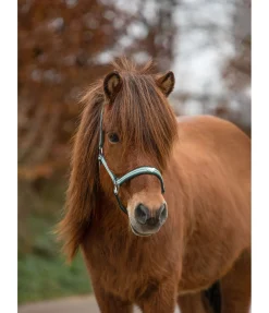 Sale Licol Floki Licols Synthétiques