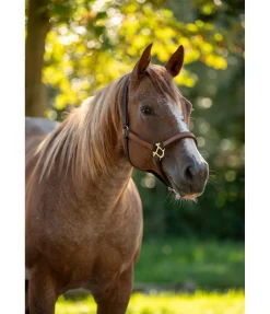 Licol Forster Licols Synthétiques