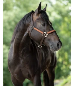 Licol Forster Licols Synthétiques