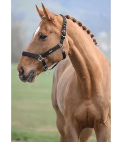 Online Licol Glitte Licols Synthétiques