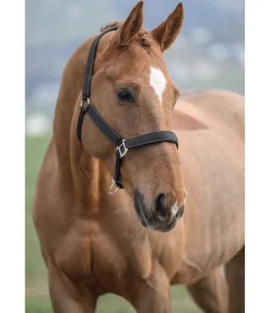 Online Licol Glitte Licols Synthétiques