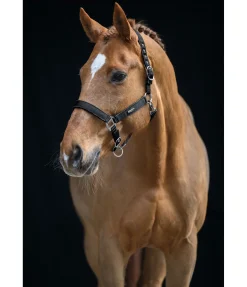 Online Licol Glitte Licols Synthétiques