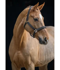 Online Licol Glitte Licols Synthétiques