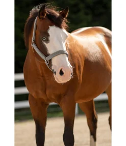 Licol Holly Licols Synthétiques