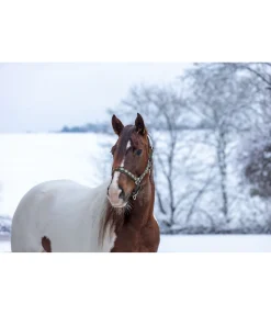 Online Licol Ikat Licols Synthétiques