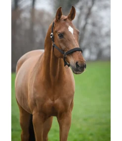 Outlet Licol Interchangeable Licols Synthétiques|Fourrure D'Agneau