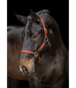 Hot Licol Kate Licols Pour Poneys & Poulains|Licols En Cuir