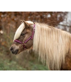 Online Licol Kóngur Licols Synthétiques