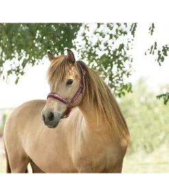 Online Licol Kóngur Licols Synthétiques