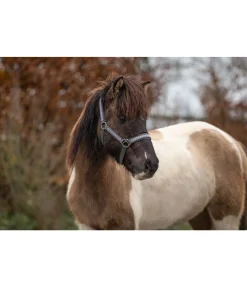 Outlet Licol Kóngur Licols Synthétiques