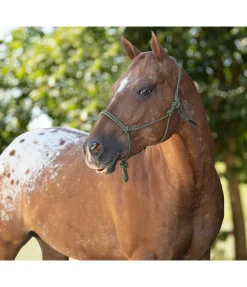 Discount Licol à noeuds Haylie Licols À Noeuds