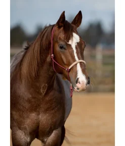 Clearance Licol à noeuds Lino Licols À Noeuds