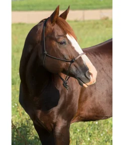 Hot Licol à noeuds Nic Licols À Noeuds