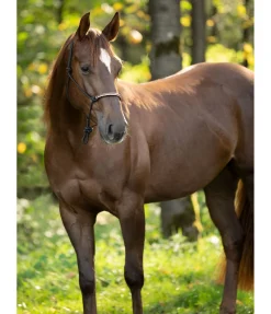 Hot Licol à noeuds Nic Licols À Noeuds