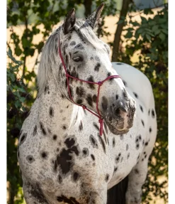 Outlet Licol à noeuds Quality Licols À Noeuds