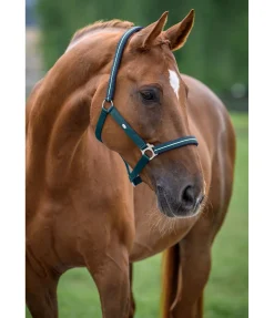 Best Licol Primary Licols Synthétiques