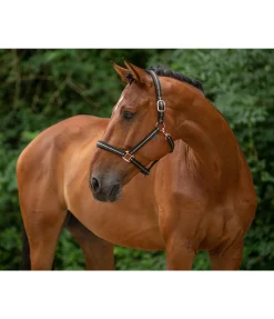 Clearance Licol Shimmering Licols Pour Poneys & Poulains|Licols Synthétiques