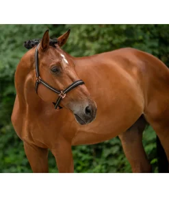Clearance Licol Shimmering Licols Pour Poneys & Poulains|Licols Synthétiques