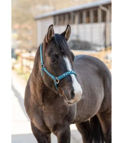 New Licol Stella Licols Synthétiques