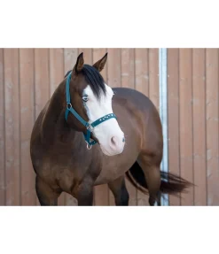 New Licol Stella Licols Synthétiques