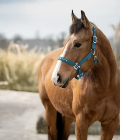 New Licol Stella Licols Synthétiques