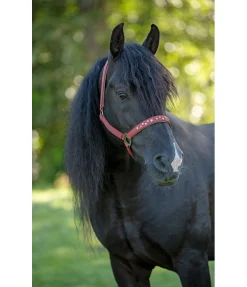 Sale Licol Stella Licols Synthétiques