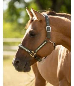 Clearance Licol Stone Licols Synthétiques