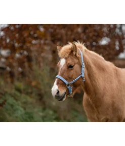 Online Licol Svás Licols Synthétiques