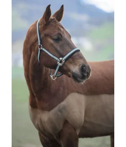 Sale Licol Swiss Design II Licols Synthétiques