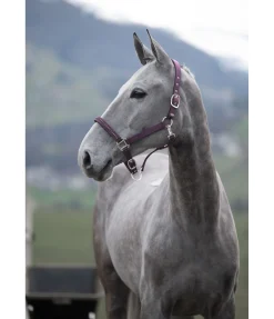 Discount Licol Twinkle Licols Synthétiques