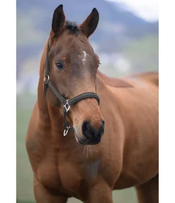 Outlet Licol Twinkle Licols Synthétiques