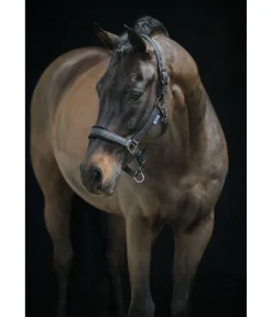 New Licol Velvet Twinkle Licols Pour Poneys & Poulains|Licols Synthétiques