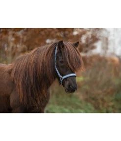 Best Licol Viktor Licols Synthétiques