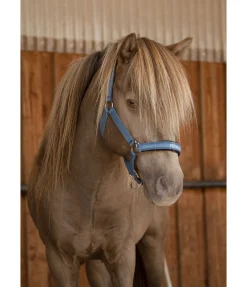 Best Licol Viktor Licols Synthétiques