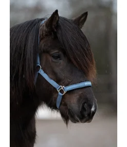 Best Licol Viktor Licols Synthétiques