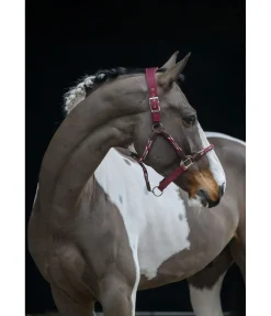 Online Licol anatomique Sophistication Licols En Cuir|Licols Synthétiques