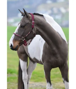 Online Licol anatomique Sophistication Licols En Cuir|Licols Synthétiques