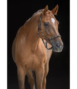 Online Licol anatomique Sophistication Licols En Cuir|Licols Synthétiques