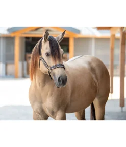 Hot Licol cuir Napi Licols En Cuir