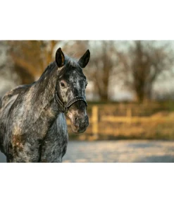 Hot Licol cuir Napi Licols En Cuir