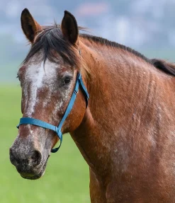Licol de sécurité Safety Licols Pour Poneys & Poulains|Licols De Sécurité