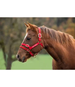 Discount Licol Dually Licols Pour Poneys & Poulains|Licols D'Entraînement