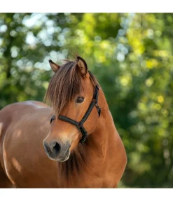 Hot Licol en cuir Blika Licols En Cuir