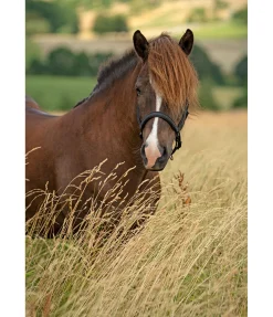 Hot Licol en cuir Blika Licols En Cuir