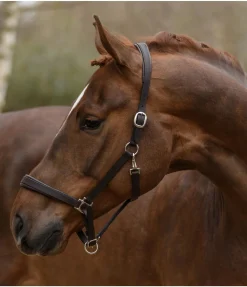 Discount Licol en cuir Siri Licols Pour Poneys & Poulains|Licols En Cuir