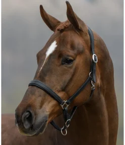 Outlet Licol en cuir Siri Licols Pour Poneys & Poulains|Licols En Cuir