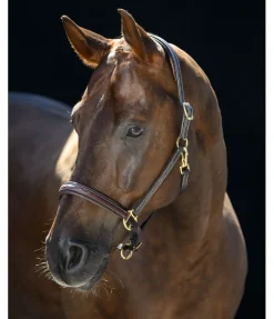 Sale Licol en cuir Stitch Licols Pour Poneys & Poulains|Licols En Cuir